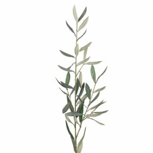 Mr. Plant Olivenkvist 50cm