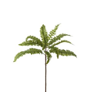 Mr. Plant Ormbunke 70 cm