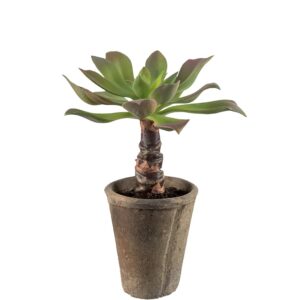Mr. Plant Echeveria 30 cm
