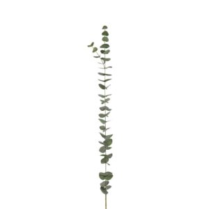 Mr. Plant Eucalyptus 120 cm