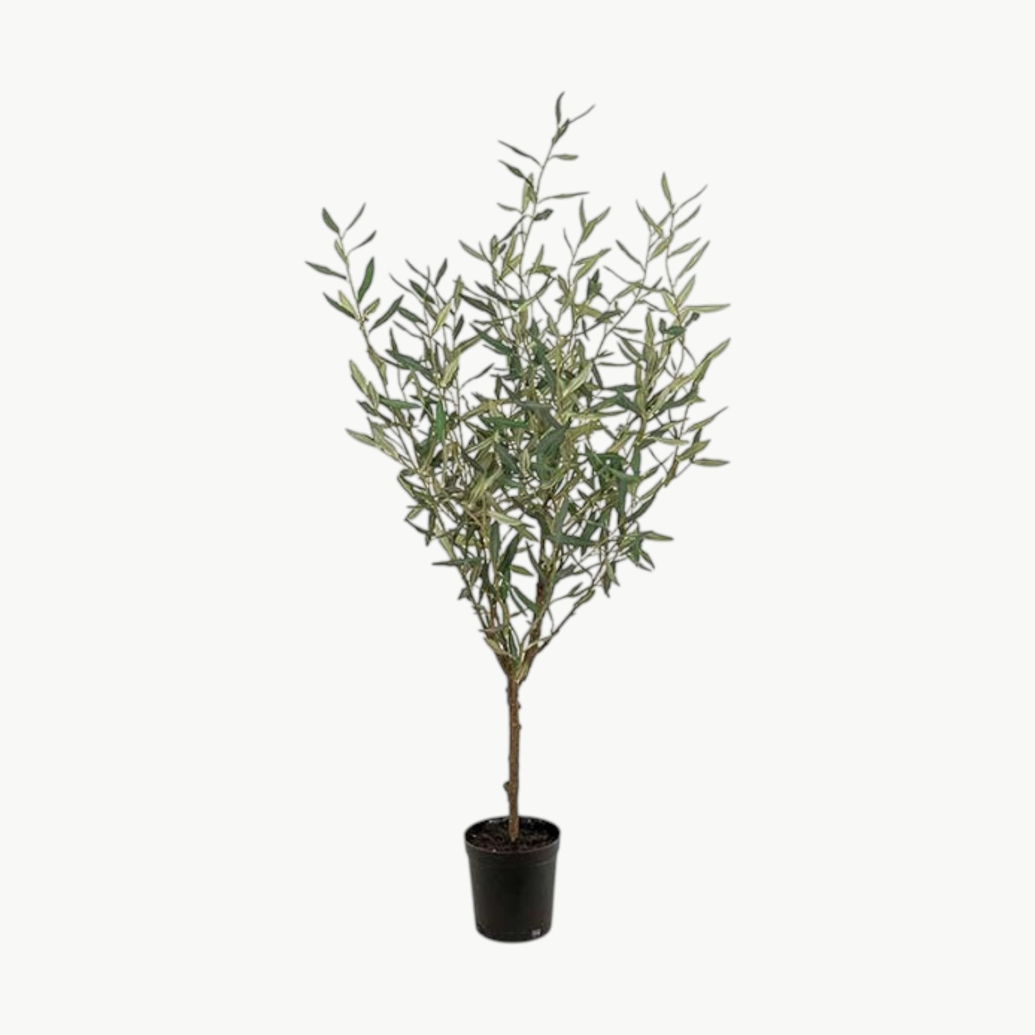 Oliventre Grønn – 130 cm - Bilde 1