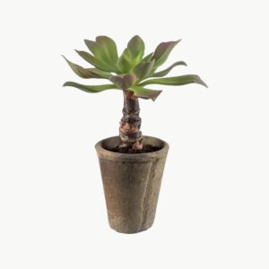 Echeveria Grønn – 30 cm - Bilde 1