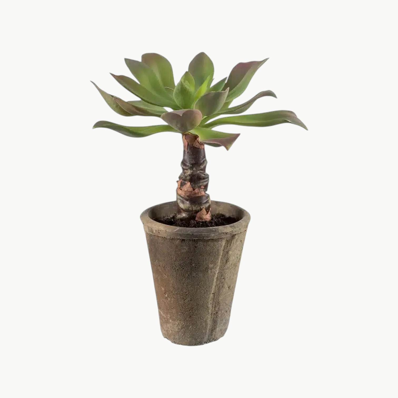 Echeveria Grønn – 30 cm - Bilde 1
