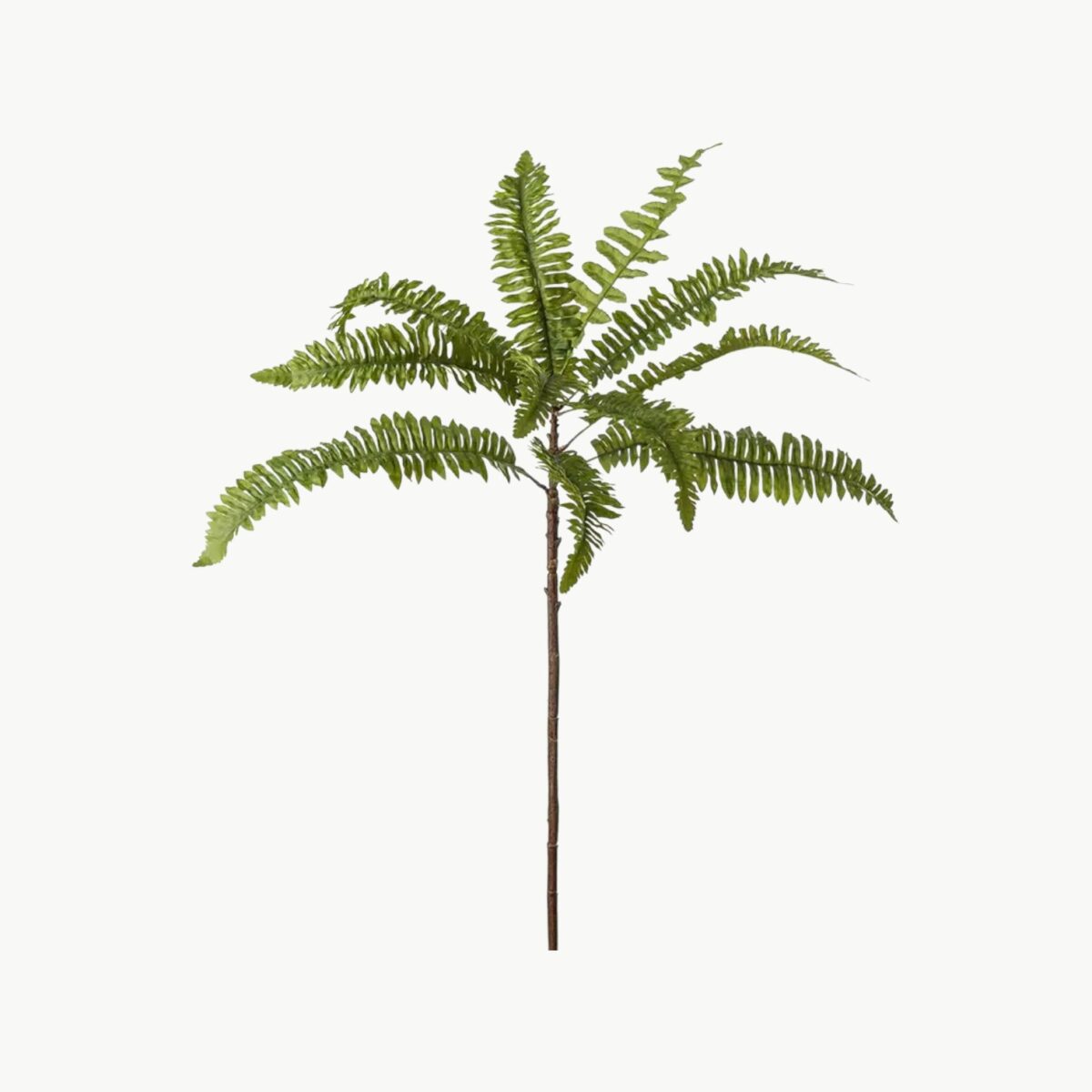 Ormbunke Grønn – 70 cm