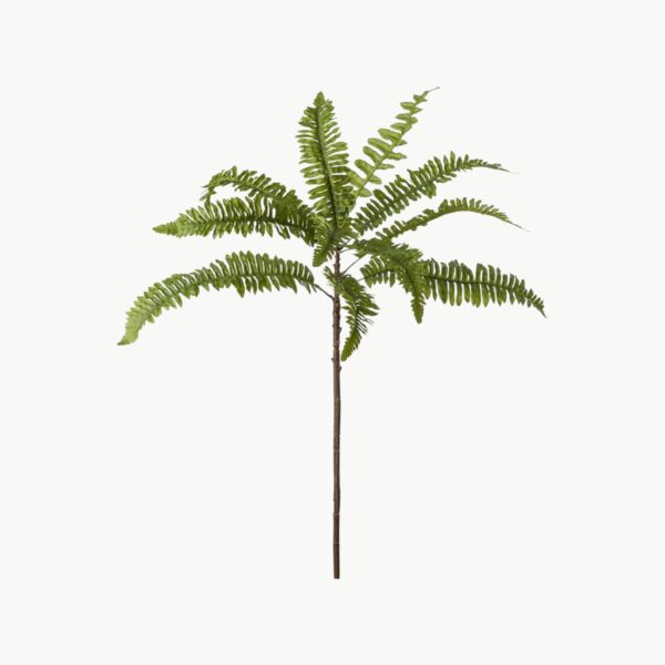 Ormbunke Grønn – 70 cm