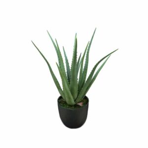 Mr. Plant Aloe 55 cm