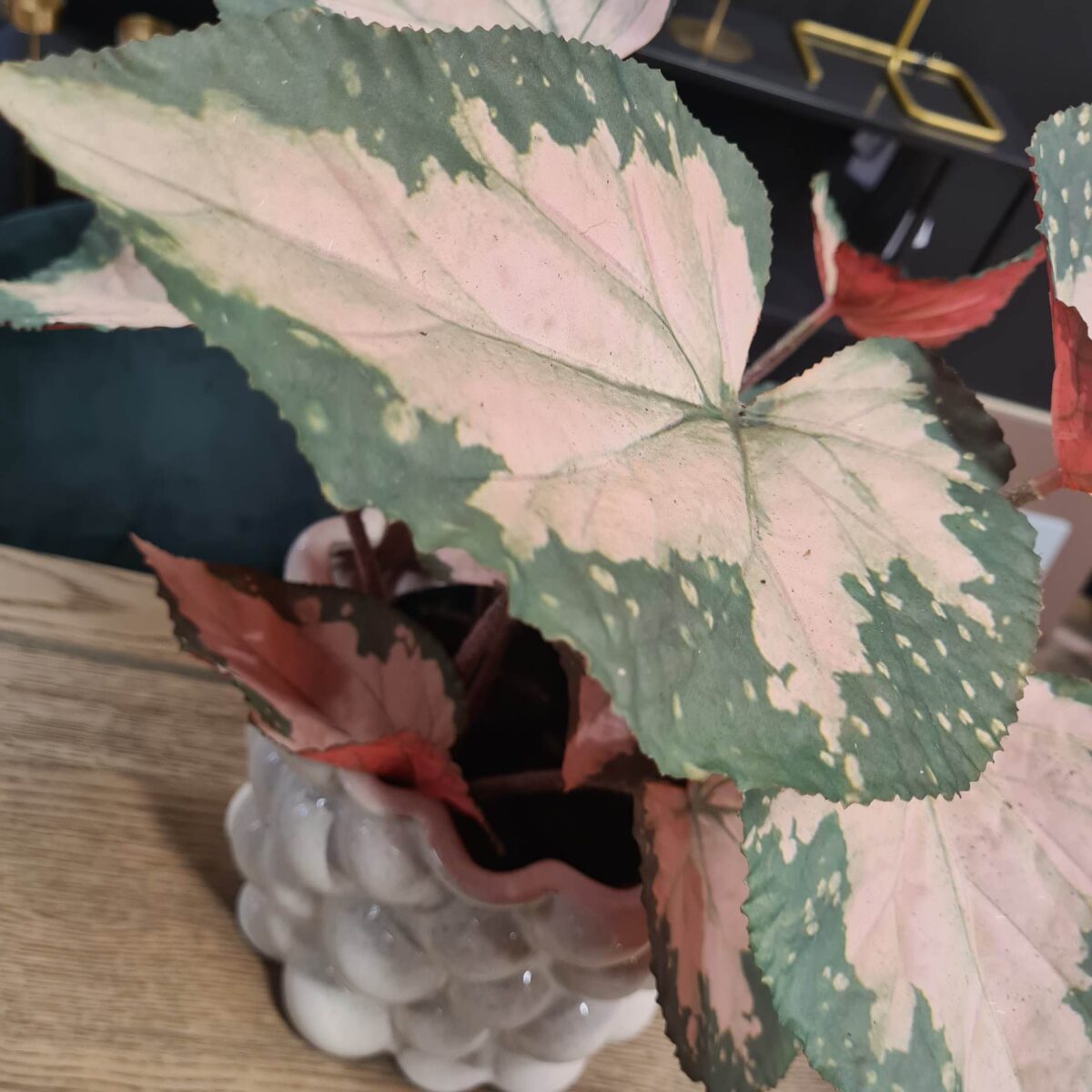Mr. Plant Rexbegonia 35 cm