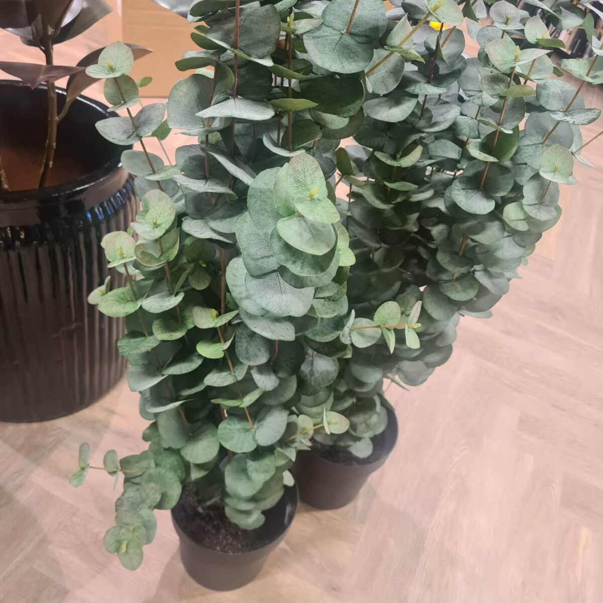 Eucalyptus i Potte Grønn – 110 cm