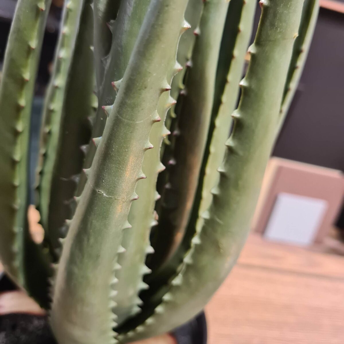 Kunstig Aloe Grønn 55 cm