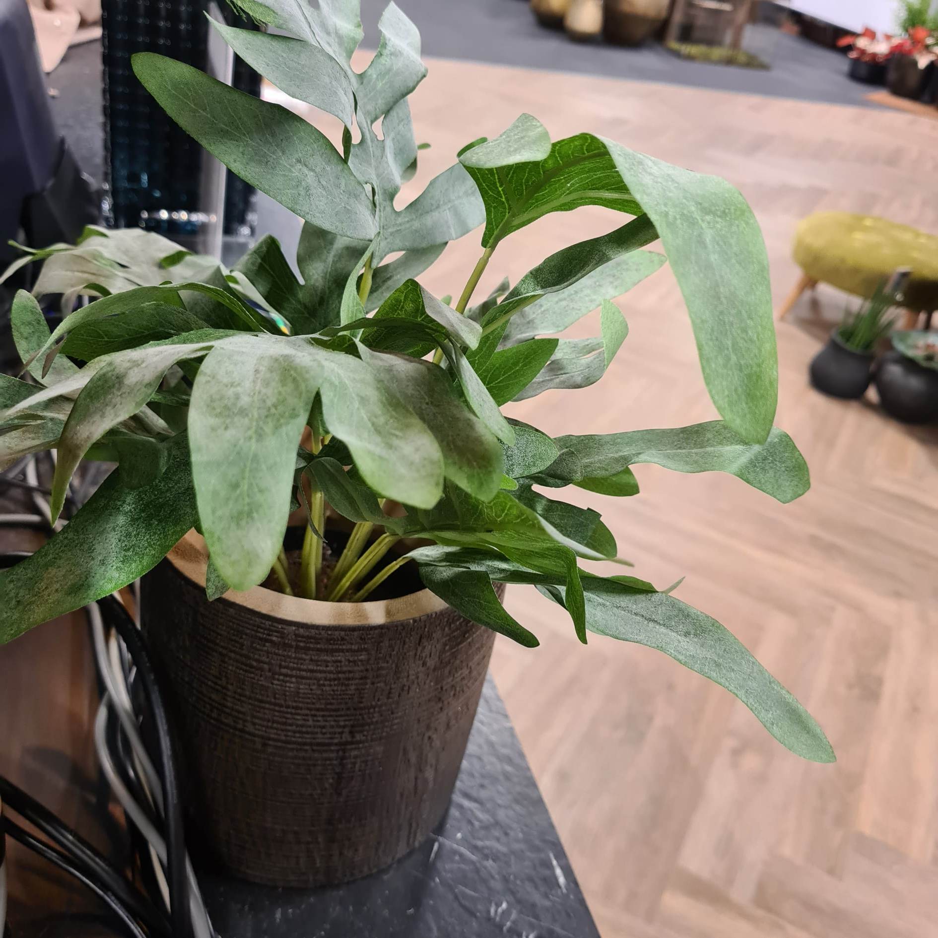 Mr. Plant Ormbunke Potte 30 cm - Bilde 2