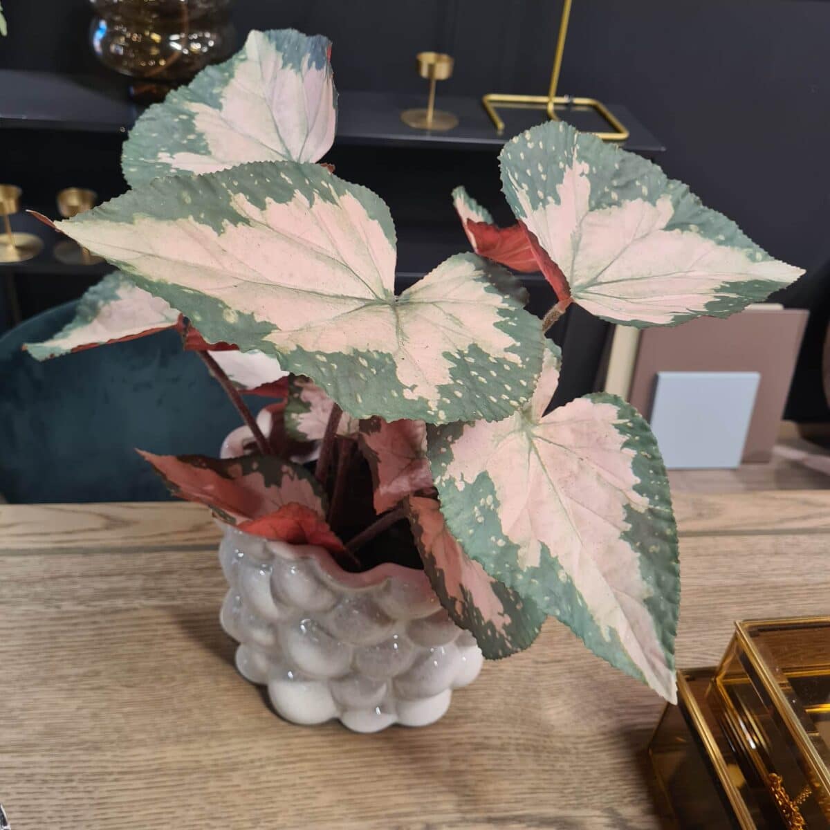 Mr. Plant Rexbegonia 35 cm
