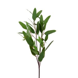 Mr. Plant Eucalyptus 80 cm