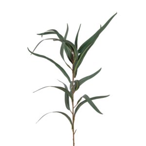 Mr. Plant Eucalyptus 60 cm