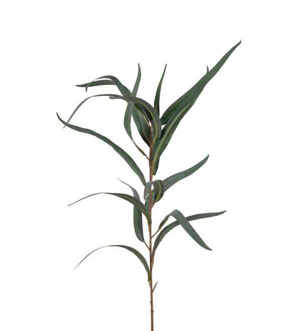 Mr. Plant Eucalyptus 60 cm - Bilde 1