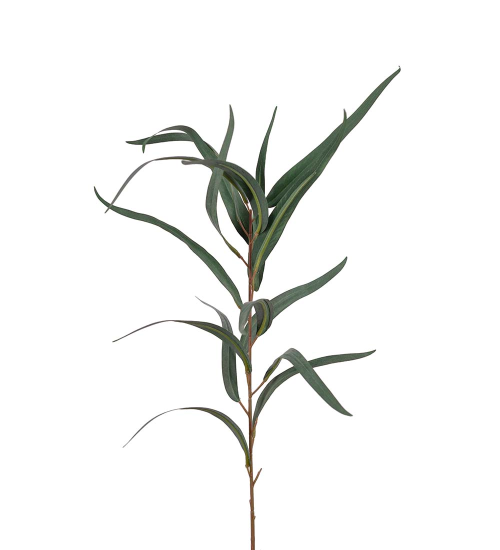 Mr. Plant Eucalyptus 60 cm - Bilde 1