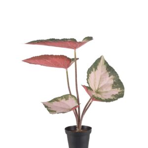 Mr. Plant Rexbegonia 35 cm