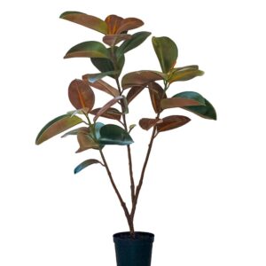 Mr. Plant Fikus Elastica 120 cm