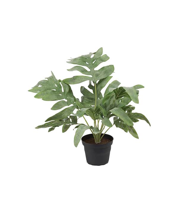 Mr. Plant Ormbunke Potte 30 cm - Bilde 1