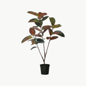 Fikus Elastica Grønn – 120 cm - Bilde 1