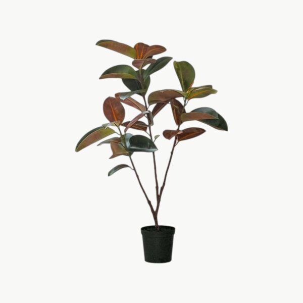 Fikus Elastica Grønn – 120 cm