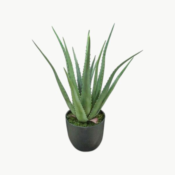 Aloe Grønn – 55 cm