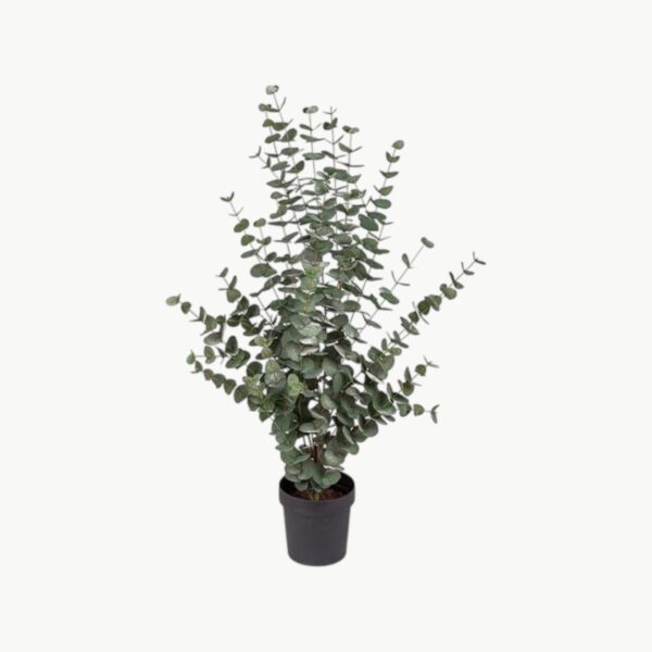 Eucalyptus i Potte Grønn – 110 cm