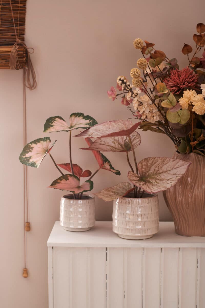 Mr. Plant Rexbegonia 35 cm