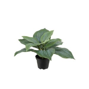 Mr. Plant Hosta 20 cm