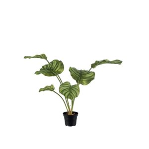 Mr. Plant Calathea 55 cm