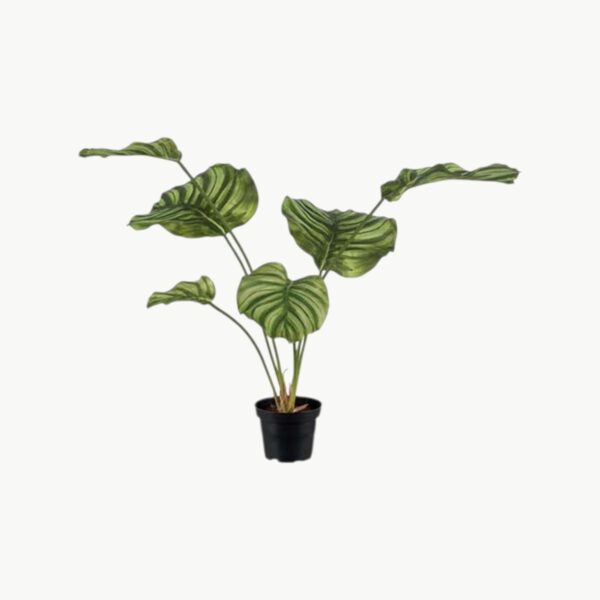Calathea Grønn – 55 cm