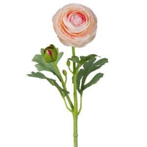 Mr. Plant Ranuncel Aprikos 50 cm