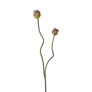 Mr. Plant Allium 65 cm
