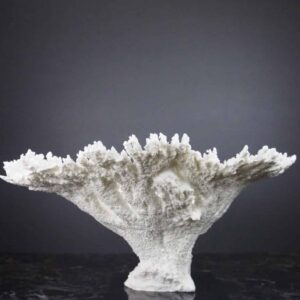 The Calypso Coral