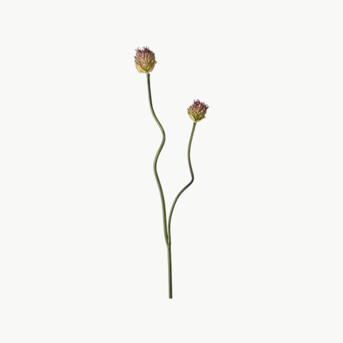 Allium Lilla – 65 cm