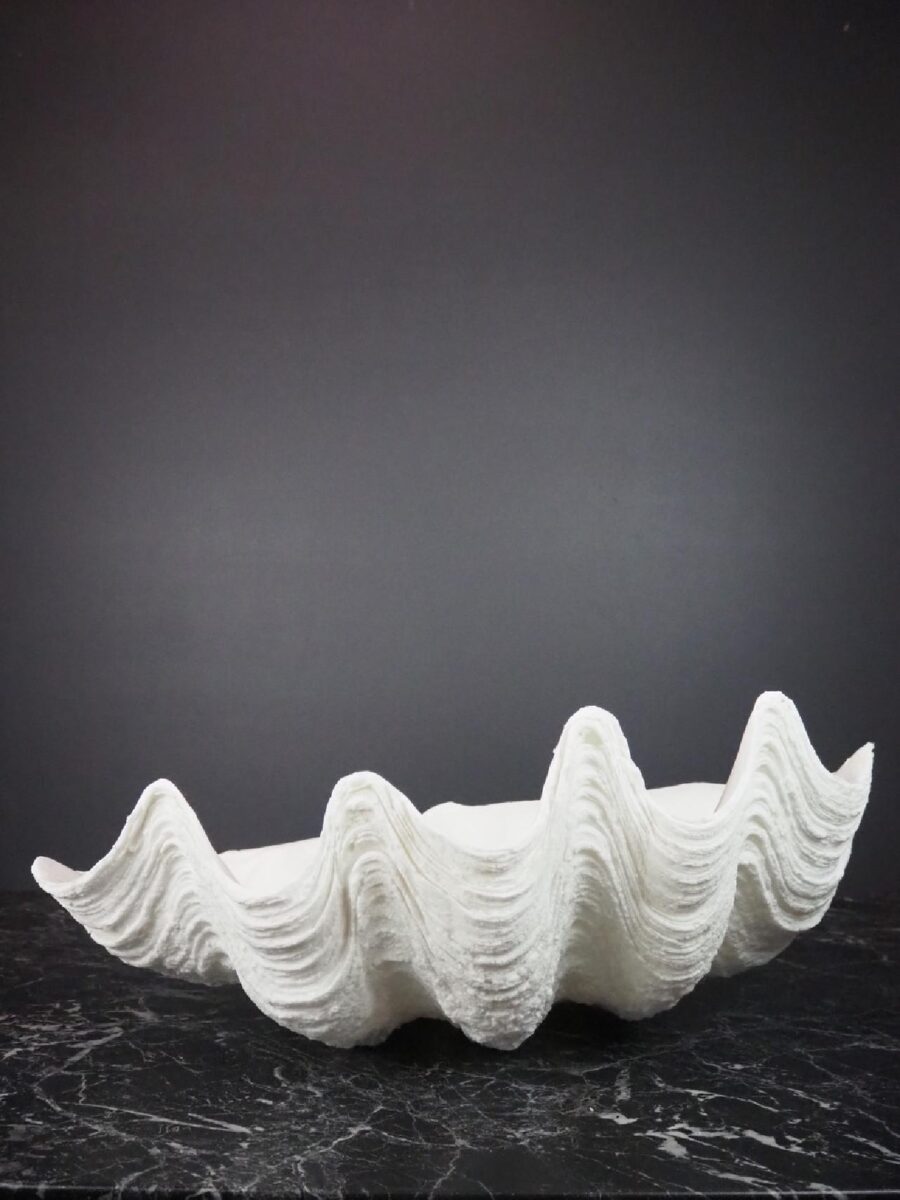 Puerto Galera Clam Shell White
