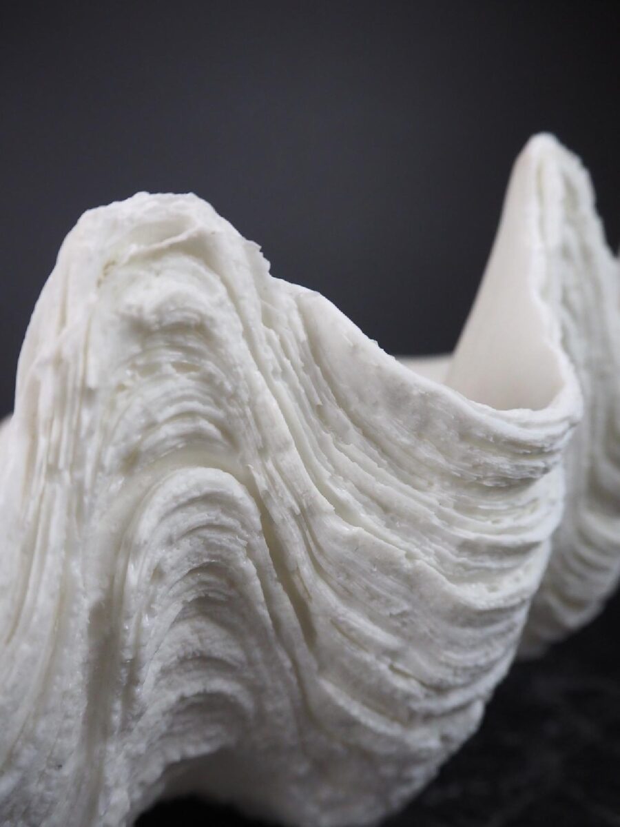 Puerto Galera Clam Shell White
