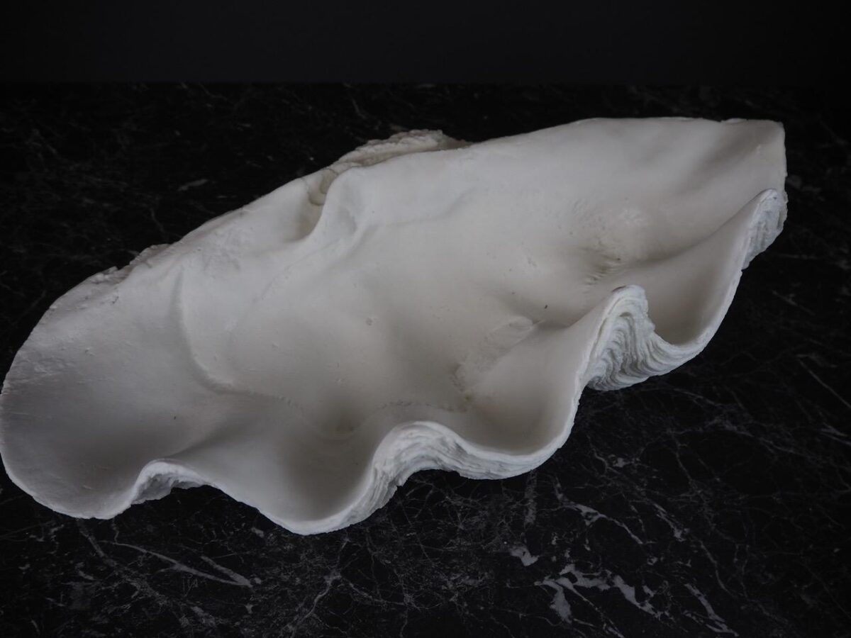 Puerto Galera Clam Shell White