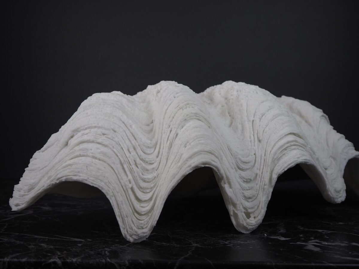 Puerto Galera Clam Shell White