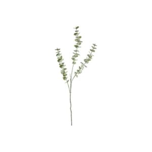 Eucaluptus 70cm