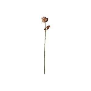 Rose Stilk H75cm