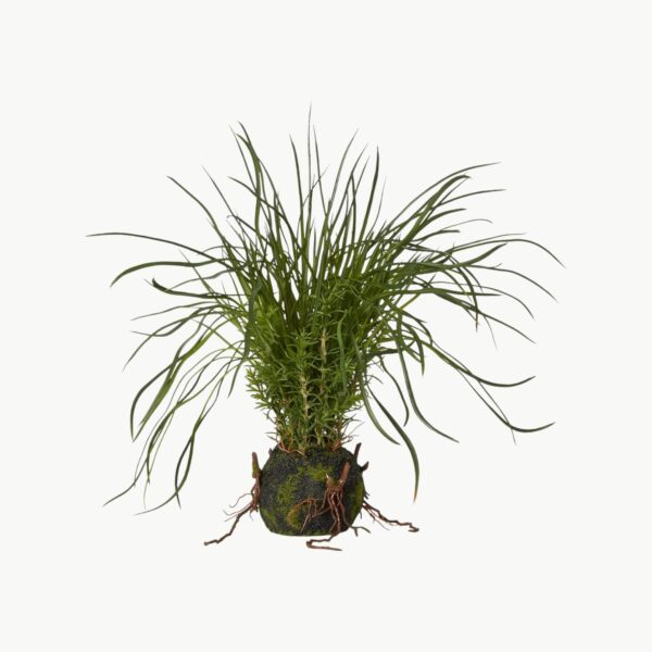 Gressplante m/rot Grønn – 36 cm