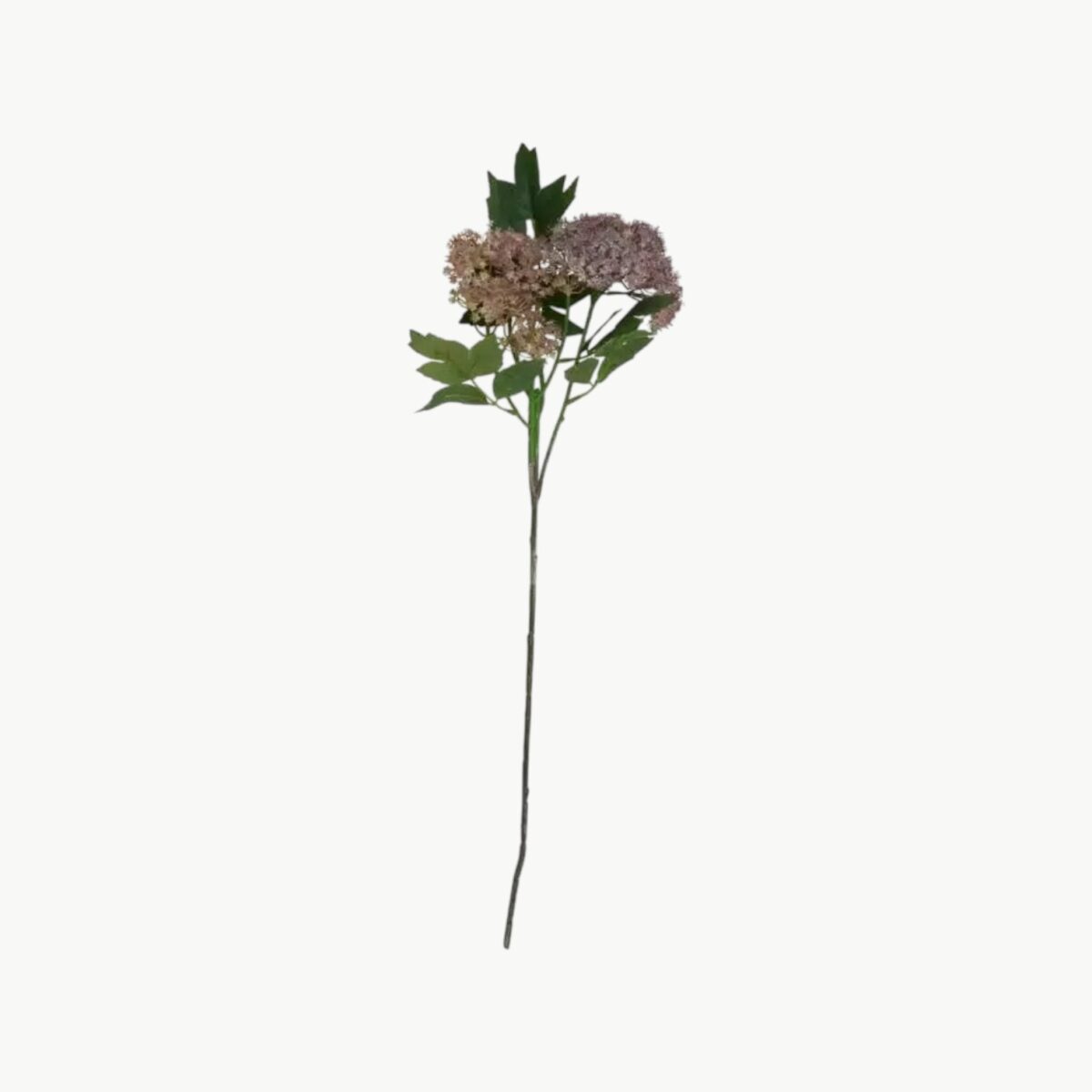 Hortensia Dusty Purple – 65 cm
