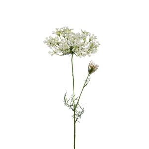 Mr. Plant Allium 70cm Hvit