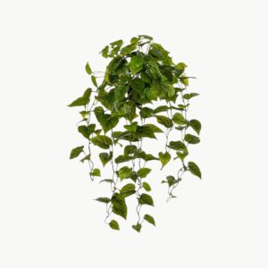 Gullranka Grønn – 70 cm