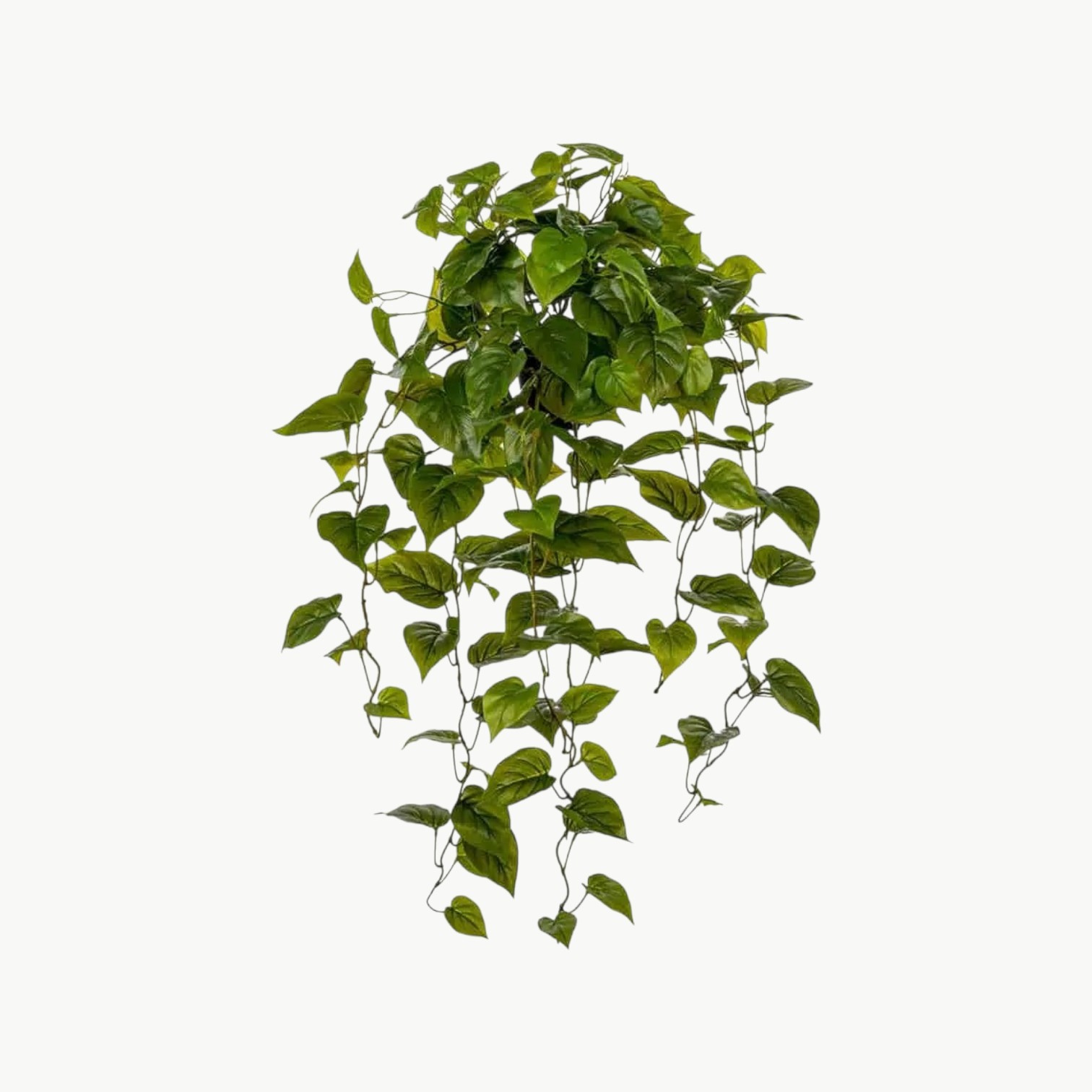 Gullranka Grønn – 70 cm - Bilde 1