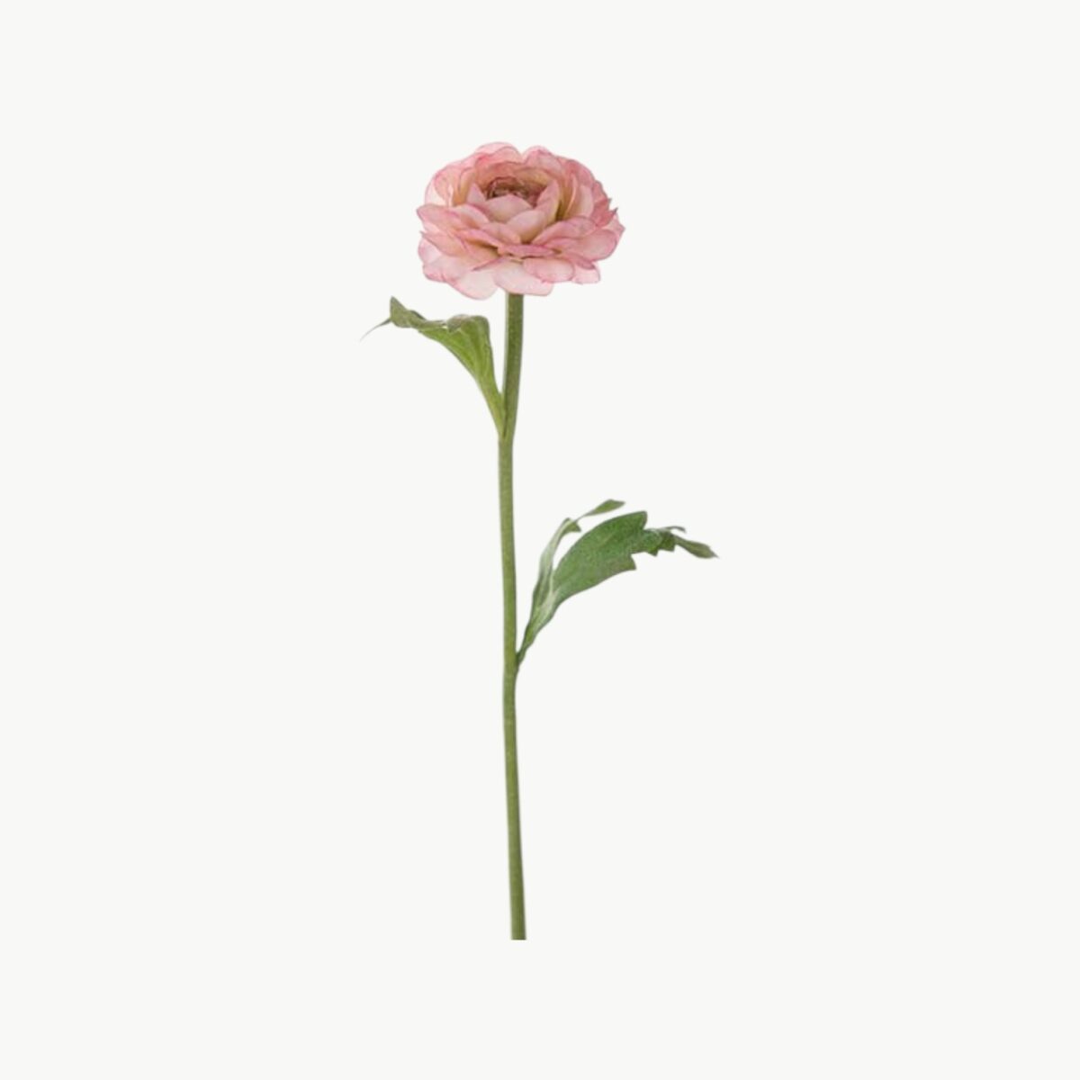 Ranuncel Rosa – 35 cm