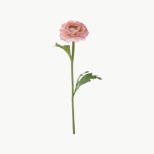 Ranuncel Rosa – 35 cm