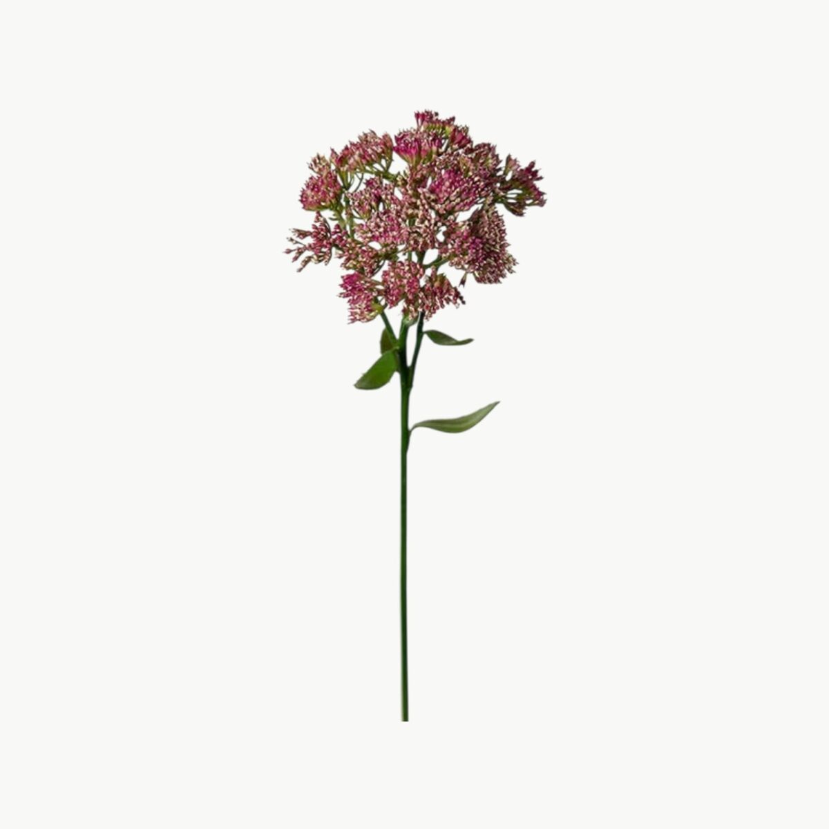 Kjærlighetsurt Lilla – 50 cm