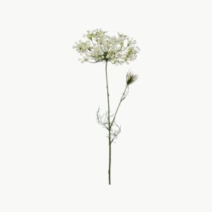 Allium Hvit – 70 cm