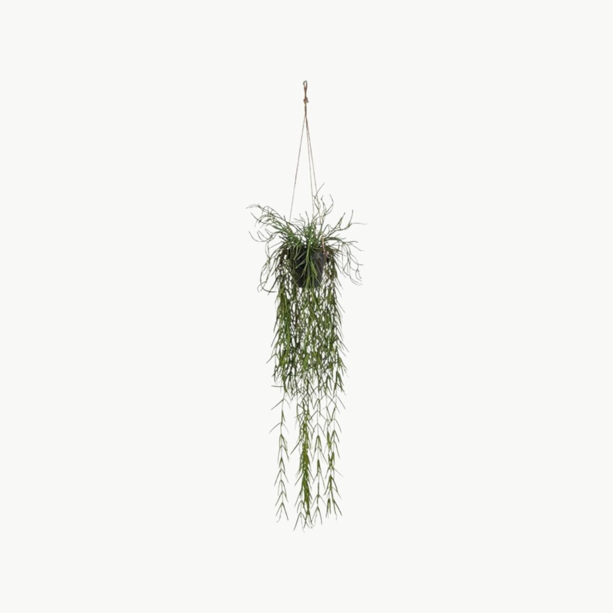 Rhipsalis Grønn – 95 cm